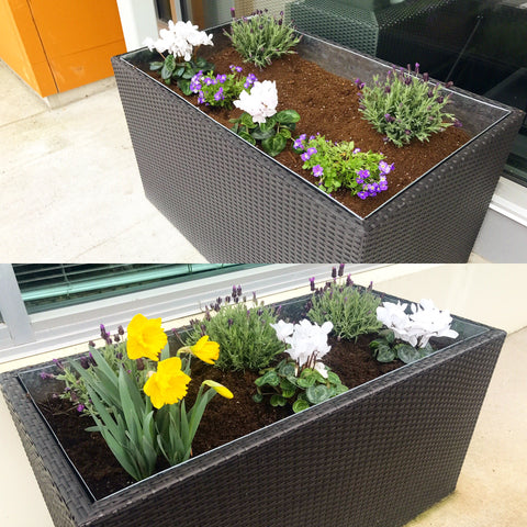 The Planters - Customize!